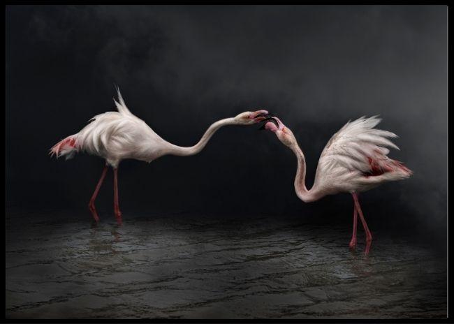 Flamingoes in the night poster - Plakatbar.no