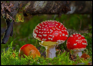 Fluesopp poster - Plakatbar.no