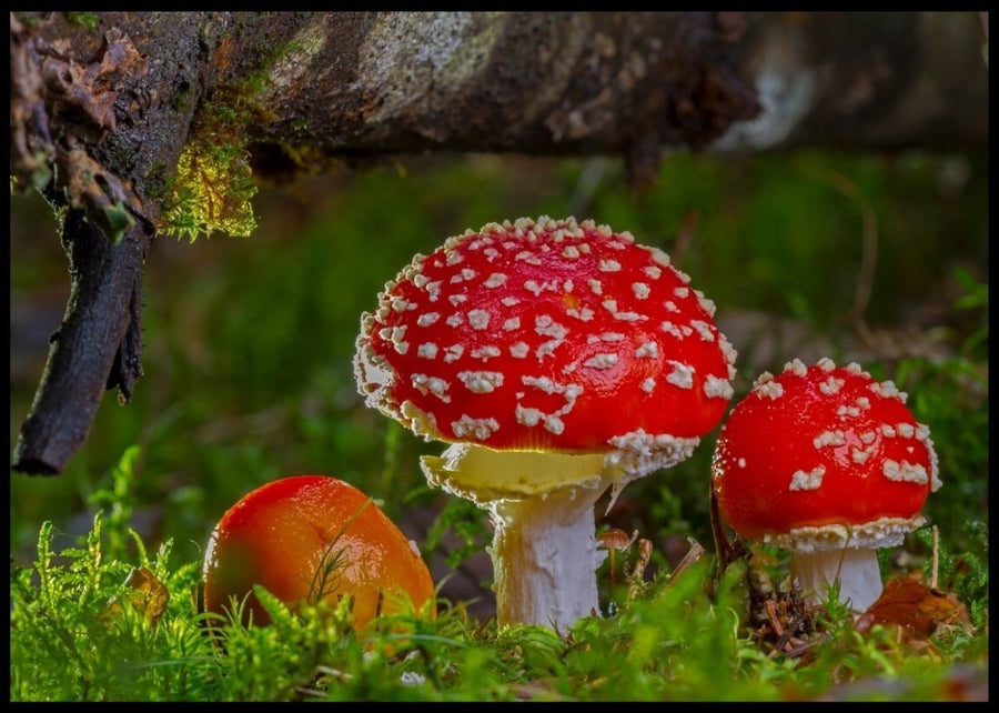 Fly agaric records
