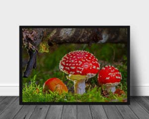 Fluesopp poster - Plakatbar.no