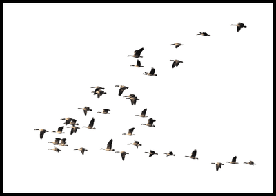 Flying Bird Poster - Plakatbar.no