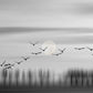 Flying free! - Plakatbar.no