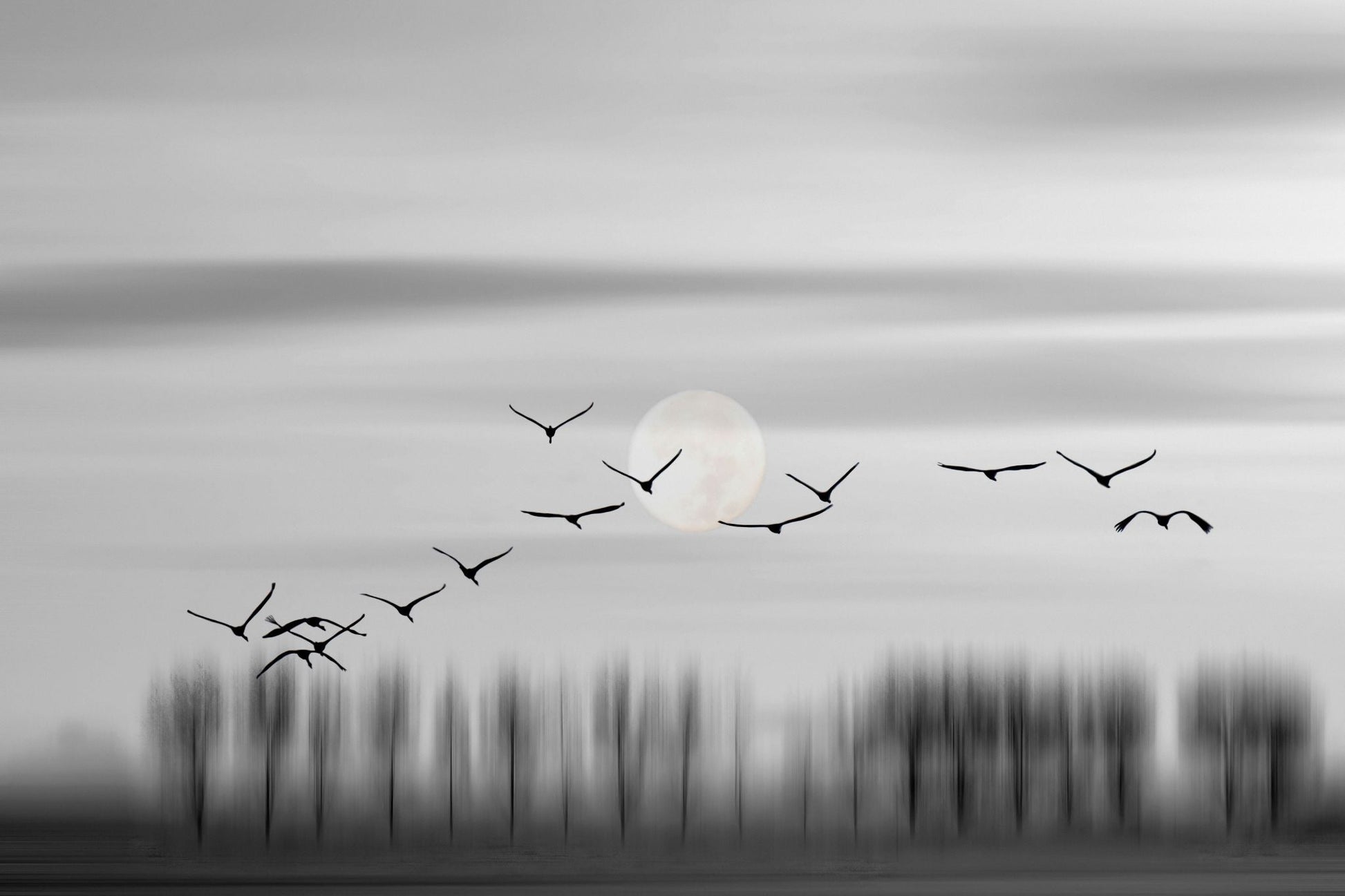 Flying free! - Plakatbar.no
