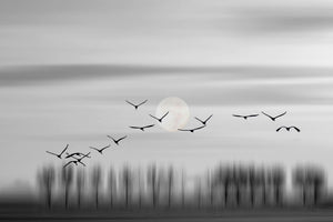 Flying free! - Plakatbar.no