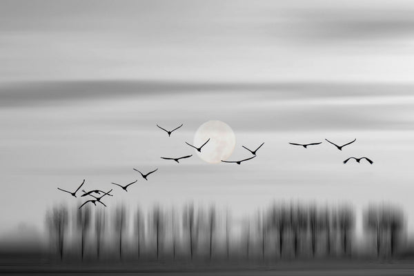 Flying free! - Plakatbar.no