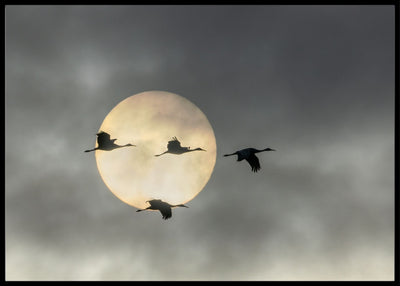 Flying high- poster - Plakatbar.no