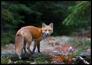 Fox in the wood poster - Plakatbar.no