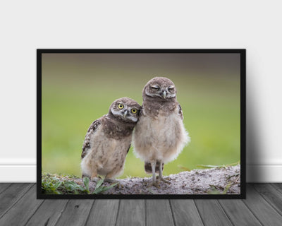 Friends poster - Plakatbar.no