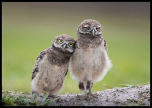 Friends poster - Plakatbar.no