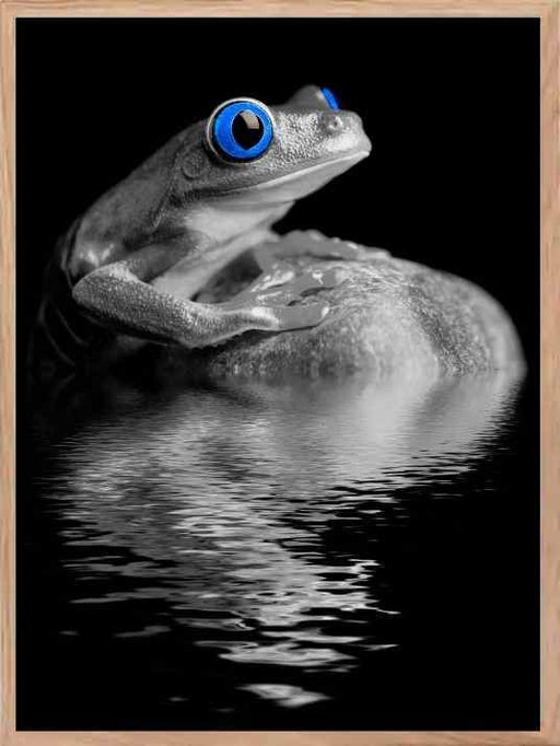 Frog - Blue Eyes Poster - Plakatbar.no