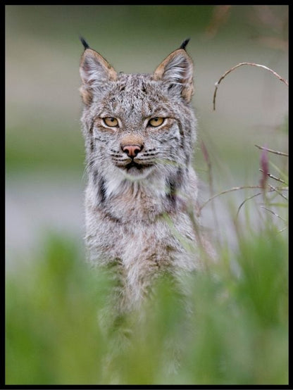 Gaupe i sommereng poster - Plakatbar.no