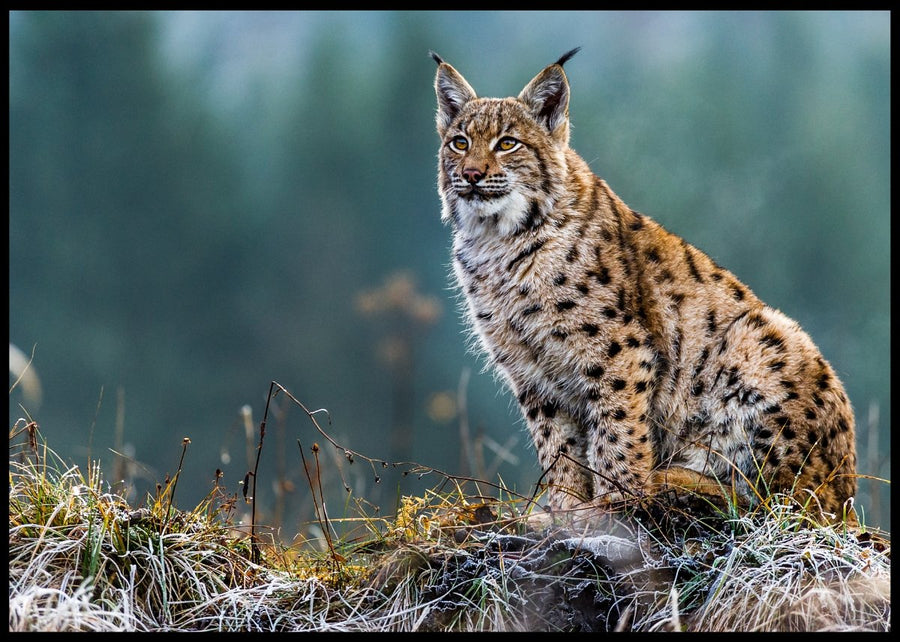 Lynx records