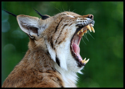 Gaupe som gjesper poster - Plakatbar.no