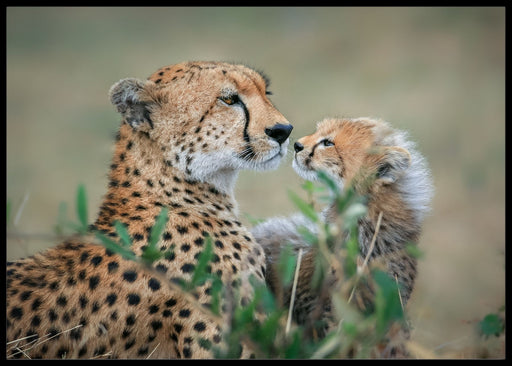 Gepard mamma poster - Plakatbar.no