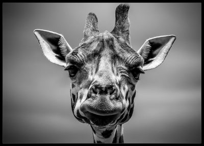 Giraff sort-hvit Poster - Plakatbar.no
