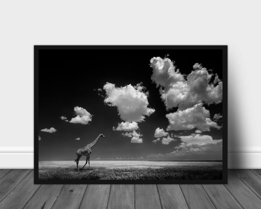 Giraffa in black and white poster - Plakatbar.no