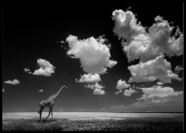 Giraffa in black and white poster