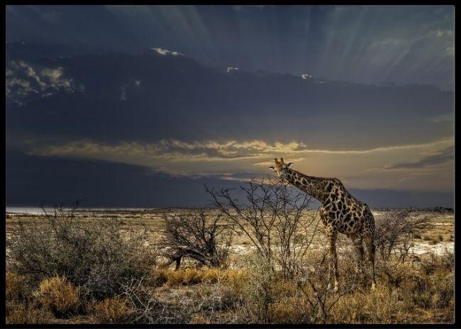 Giraffa in Etosha poster