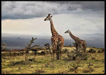 Giraffe poster - Plakatbar.no