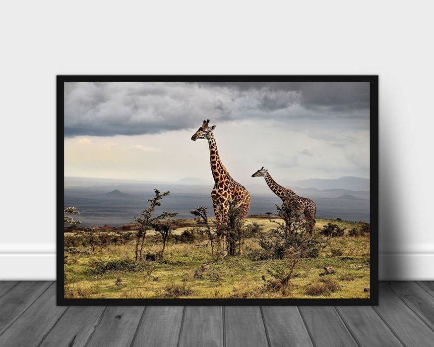 Giraffe poster - Plakatbar.no