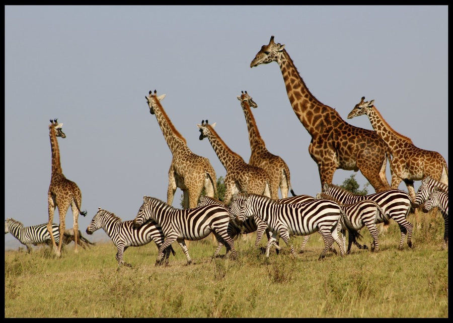 Giraffer og zebraer optager