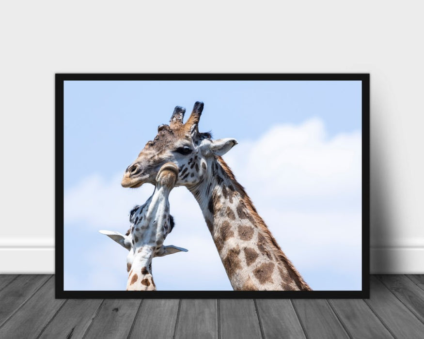 Giraffkos poster - Plakatbar.no