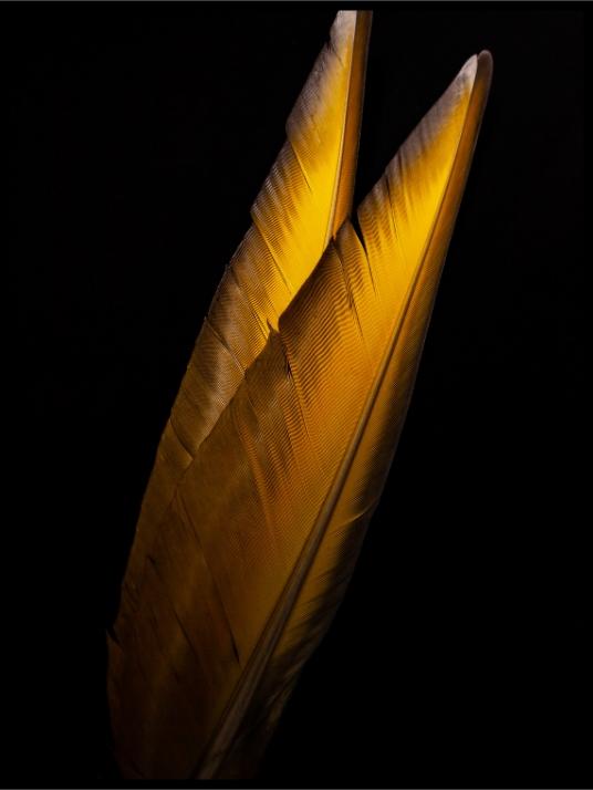 Golden Feathers Poster