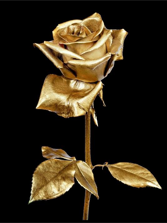 Guld rose plakat