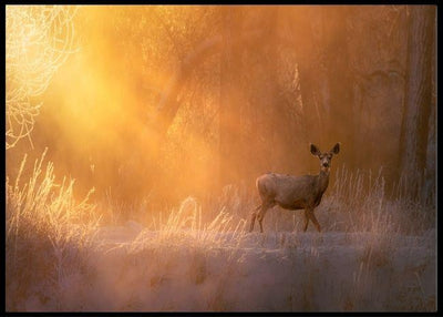 Good morning poster - Plakatbar.no