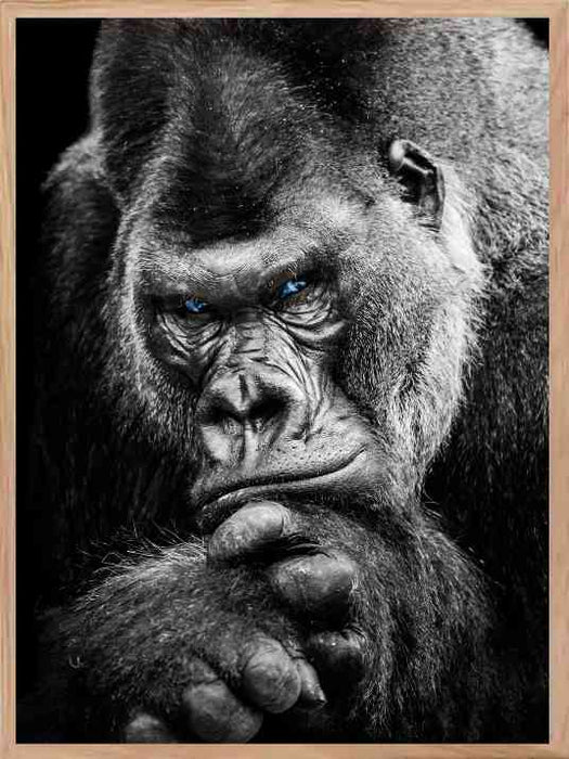 Gorilla - Blue Eyes Poster - Plakatbar.no