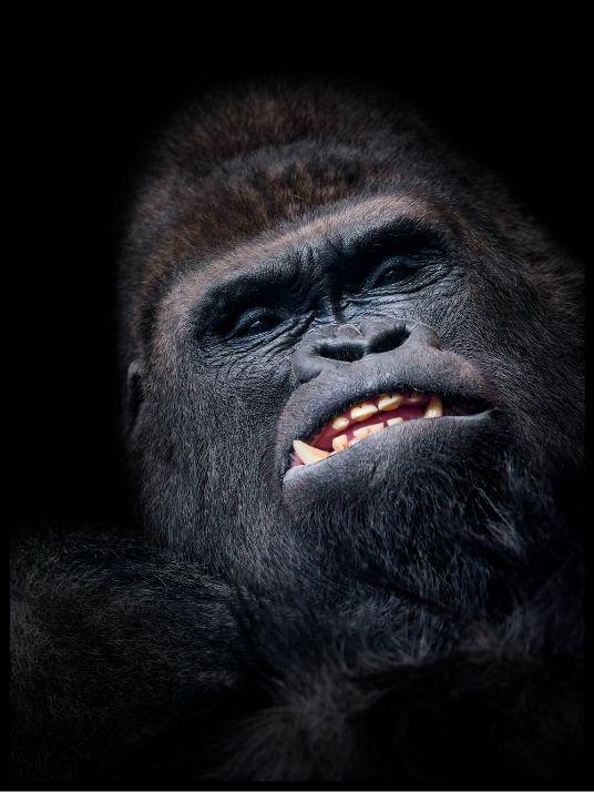 Gorilla face poster