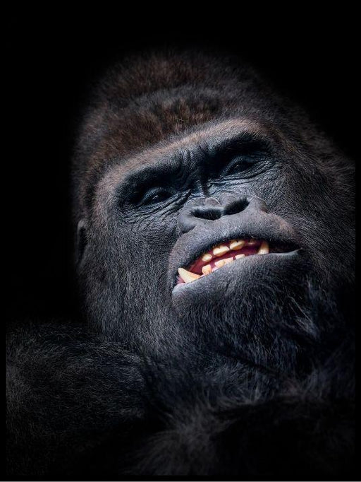 Gorilla face poster - Plakatbar.no
