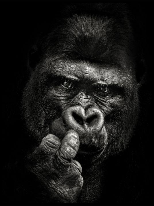Gorilla and the finger posters