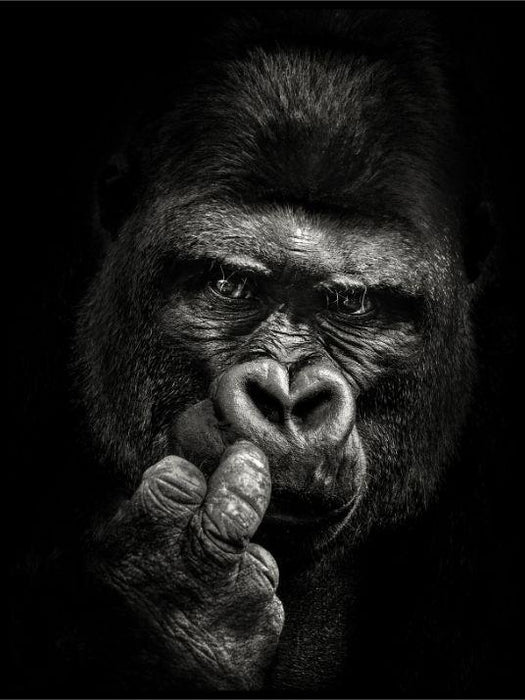 Gorilla og fingeren poster - Plakatbar.no