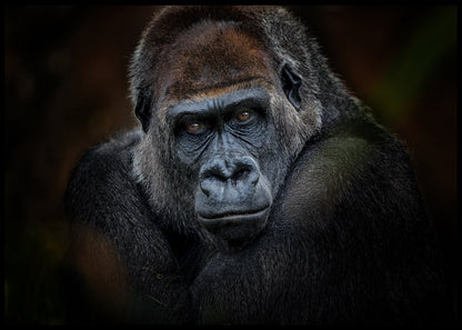 Gorilla - Plakat - Plakatbar.no