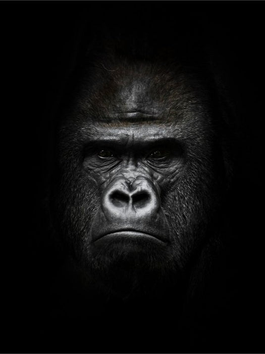 Gorilla portrett - Plakat - Plakatbar.no