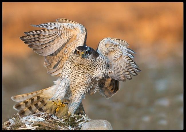 Goshawk poster - Plakatbar.no