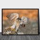 Goshawk poster - Plakatbar.no