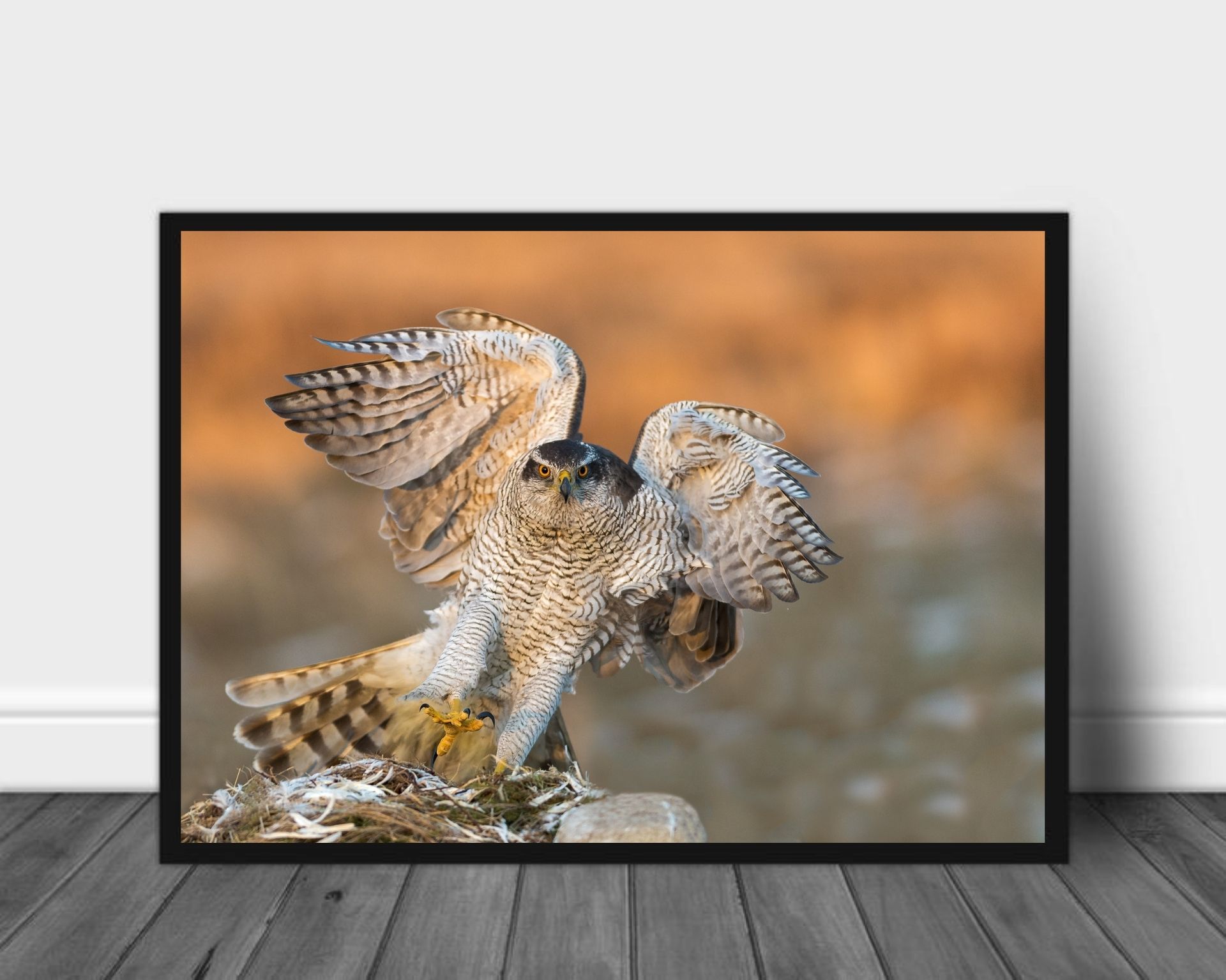 Goshawk poster - Plakatbar.no