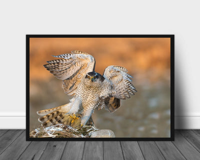 Goshawk poster - Plakatbar.no