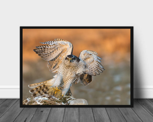 Goshawk poster - Plakatbar.no
