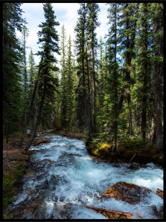 Spruce Forest - Poster