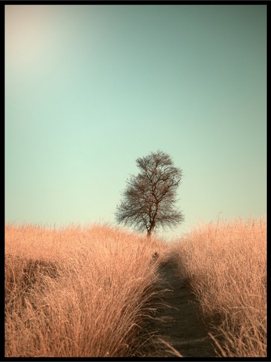 Grass and path - Poster
