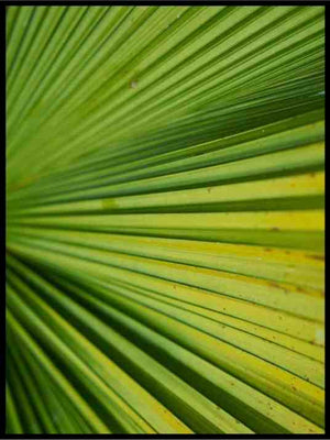 Green Light Flower Spiral - Botanisk Plakat - Plakatbar.no