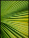 Green Light Flower Spiral - Botanisk Plakat - Plakatbar.no