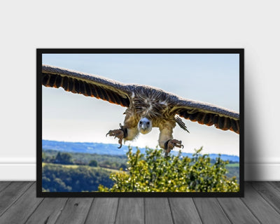 Gribben poster - Plakatbar.no