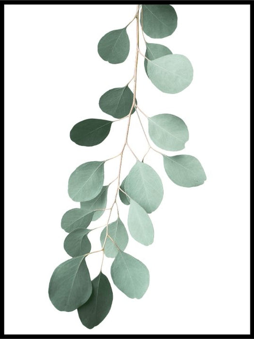 Grønn Eucalyptus Plakat - Plakatbar.no