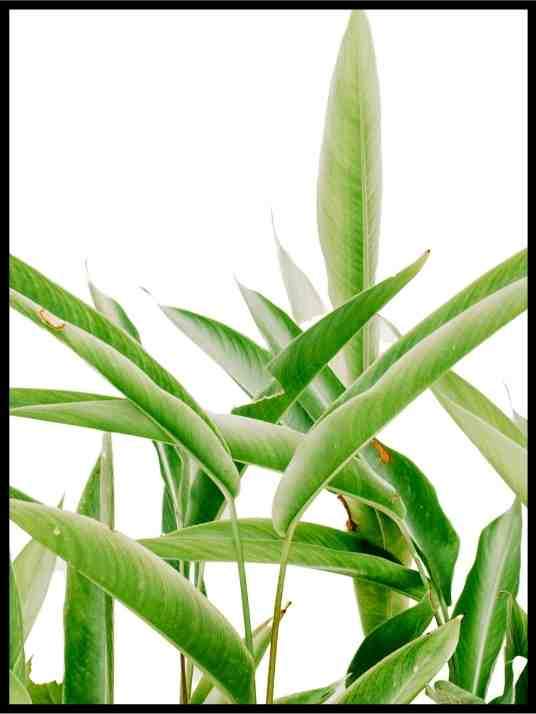 Grønne blader 01 - Botanisk Plakat - Plakatbar.no