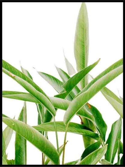 Grønne blader 01 - Botanisk Plakat - Plakatbar.no