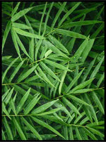 Grønne blader 02 - Botanisk Plakat - Plakatbar.no
